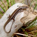 Young moko skink basking on driftwood in coastal vegetation (Coromandel). © Chris Wedding