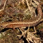 Ornate skink (South Auckland). <a href="https://www.instagram.com/samanimalman/?hl=en">© Samuel Purdie</a>