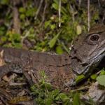 Northern Tuatara. <a href="https://dylanvanwinkel.wordpress.com/photo-galleries/reptiles/">Dylan van Winkel</a>