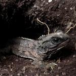 Tuatara (Stanley Island, Coromandel). © Ben Goodwin