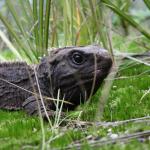 Tuatara (Cuvier Island, Coromandel). © Ben Goodwin