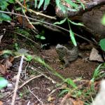 Tuatara (Zealandia, Wellington). © Ben Goodwin