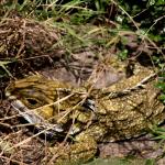 Tuatara (Brother's Islands, Cook Strait). © Ben Goodwin