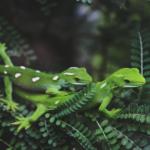 Barking geckos (Zealandia, Wellington). © Ben Goodwin