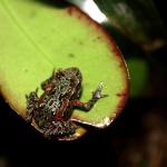 Archey's Frog (Whareorino forest, Waikato). © Ben Goodwin