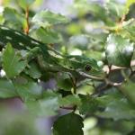 Jewelled gecko (Canterbury). © Ben Goodwin