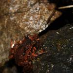 Hochstetter's Frog (Whareorino forest, Waikato). © Ben Goodwin