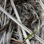 Moko skinks basking in flax (Tiritiri Matangi Island, North Auckland). © Ben Goodwin