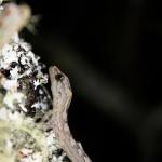 Juvenile Pacific gecko on lichen covered branch (Hauturu / Little Barrier Island, Hauraki Gulf). © Ben Goodwin