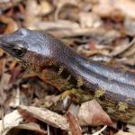 Robust skink on leaf litter (Northland). © Ben Goodwin