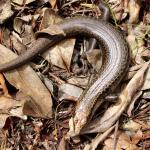 Falla's skink from Great Island, Three Kings Islands. © Ben Goodwin