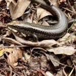 Falla's skink from Great Island, Three Kings Islands. © Ben Goodwin