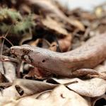 Chevron skink (Aotea / Great Barrier Island). © Ben Goodwin