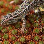 Harlequin gecko (southern Stewart Island). <a href="https://www.seacologynz.com/index">© Crispin Middleton</a>