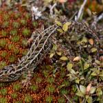 Harlequin gecko (southern Stewart Island). <a href="https://www.seacologynz.com/index">© Crispin Middleton</a>