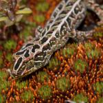 Harlequin gecko (southern Stewart Island). <a href="https://www.seacologynz.com/index">© Crispin Middleton</a>