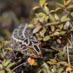 Harlequin gecko (southern Stewart Island). <a href="https://www.seacologynz.com/index">© Crispin Middleton</a>