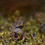 Harlequin gecko (southern Stewart Island). <a href="https://www.seacologynz.com/index">© Crispin Middleton</a>