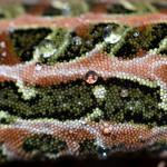 Harlequin gecko (southern Stewart Island). <a href="https://www.seacologynz.com/index">© Crispin Middleton</a>