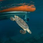 A rehabilitated hawksbill turtle being released (Northland). <a href="https://www.seacologynz.com/index">© Crispin Middleton</a>