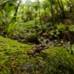 Hochstetter's Frog (Coromandel) <a href="https://www.seacologynz.com/index">© Crispin Middleton</a>