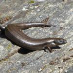 A hypermelanistic tussock skink (Waikouaiti, Otago). © Aalbert Rebergen.