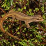 Southern striped gecko in Manuka scrub (Queen Charlotte Sound, Marlborough Sounds). <a href="https://www.instagram.com/nickharker.nz/">© Nick Harker</a>