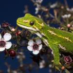 Jewelled gecko (Otago Peninsula). <a href="https://www.instagram.com/samanimalman/">© Samuel Purdie</a>