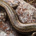 The colourful back of a large Otago green skink with visible ocelli <a href="https://www.instagram.com/samuelpurdiewildlife/">© Samuel Purdie</a>