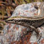 A beautiful large Otago green skink <a href="https://www.instagram.com/samuelpurdiewildlife/">© Samuel Purdie</a>