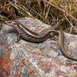 A beautiful large Otago green skink <a href="https://www.instagram.com/samuelpurdiewildlife/">© Samuel Purdie</a>