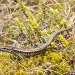 A vibrant juvenile Otago green skink <a href="https://www.instagram.com/samuelpurdiewildlife/">© Samuel Purdie</a>