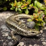 Otago scree skink in scree field  (Ida Range) . <a href="https://www.instagram.com/samuelpurdiewildlife/">© Samuel Purdie</a>