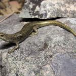 Alpine rock skink (Ida Range, Otago). <a href="https://www.instagram.com/samanimalman/">© Samuel Purdie</a>