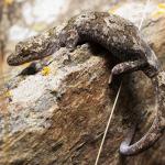 Schist gecko (Central Otago). <a href="https://www.instagram.com/samuelpurdiewildlife/">© Samuel Purdie</a>