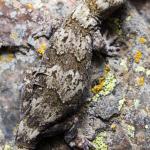 Schist gecko (Central Otago). <a href="https://www.instagram.com/samanimalman/">© Samuel Purdie</a>