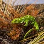 Jewelled gecko (Central Otago). <a href="https://www.instagram.com/samuelpurdiewildlife/">© Samuel Purdie</a>