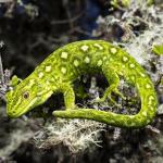 West Coast green gecko (Lewis Pass, Canterbury). <a href="https://www.instagram.com/samanimalman/">© Samuel Purdie</a>