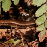 Plague skink / rainbow skink. <a href="https://www.flickr.com/photos/rocknvole/">© Tony Jewell</a>