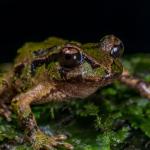 Archey's frog (Coromandel). <a href="https://www.capturewild.co.nz/Reptiles-Amphibians/NZ-Reptiles-Amphibians/">© Euan Brook</a>