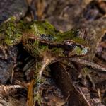 Archey's frog (Coromandel).<a href="https://www.capturewild.co.nz/Reptiles-Amphibians/NZ-Reptiles-Amphibians/">© Euan Brook</a>