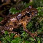 Archey's frog (Coromandel). <a href="https://www.capturewild.co.nz/Reptiles-Amphibians/NZ-Reptiles-Amphibians/">© Euan Brook</a>