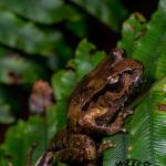 Archey's frog (Coromandel). <a href="https://www.capturewild.co.nz/Reptiles-Amphibians/NZ-Reptiles-Amphibians/">© Euan Brook</a>