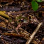 Archey's frog (Coromandel). <a href="https://www.capturewild.co.nz/Reptiles-Amphibians/NZ-Reptiles-Amphibians/">© Euan Brook</a>