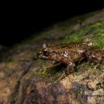 Hochstetter's frog (Coromandel). <a href="https://www.capturewild.co.nz/Reptiles-Amphibians/NZ-Reptiles-Amphibians/">© Euan Brook</a>
