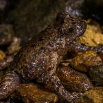 Hochstetter's frog (Coromandel). <a href="https://www.capturewild.co.nz/Reptiles-Amphibians/NZ-Reptiles-Amphibians/">© Euan Brook</a>
