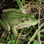 Southern bell frog. ©Chris Wedding