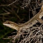 Matapia gecko (Northland). <a href="https://www.seacologynz.com/index">© Crispin Middleton</a>