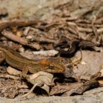 Matapia gecko (Northland). <a href="https://www.seacologynz.com/index">© Crispin Middleton</a>