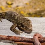 Mokohinau gecko basking on wooden structure (Mokohinau Islands). <a href="https://www.seacologynz.com/index">© Crispin Middleton</a>